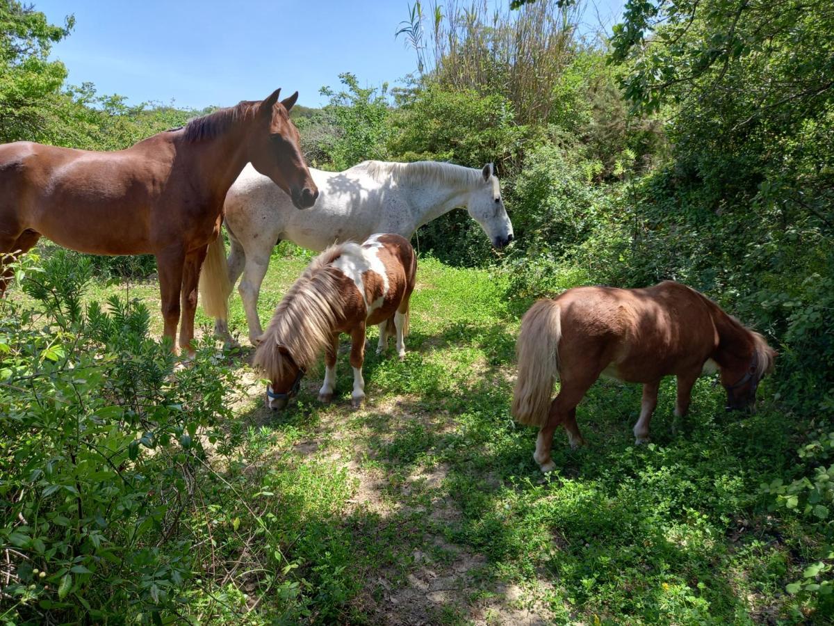 Casinha De Campo- Quintinha Dos Cavalos- Arruda Dos Vinhos Exterior foto